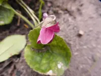 P1040990.webp