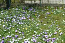 P1080743Krokuswiese.jpg