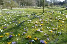 P1080744Krokuswiese.jpg