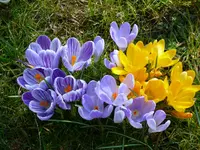 P1080745Krokusse.webp