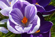 P1080747Krokus.webp
