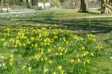 P1080748Narzissen.webp
