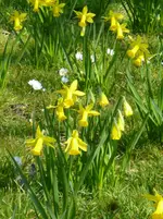 P1080749Narcissen.jpg