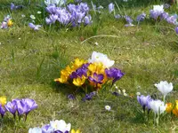 P1080750Krokusse.webp