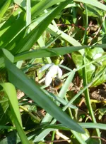 P1080751Hummel.JPG
