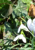 P1080752Hummel.webp
