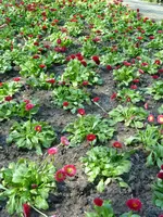 P1080754Bellis.jpg