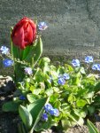 P1080757Tulpe.jpg
