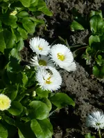 P1080758Bellis mit Fliege.jpg