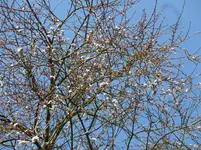 P1080781Blutpflaume.webp