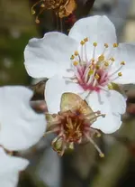 P1080783Blutpflaume.JPG
