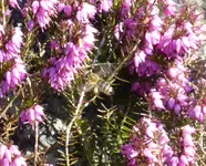 P1080785Schwebfliege.webp