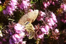P1080787Schwebfliege.webp