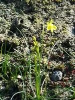P1080789Narcissus Jonquilla.jpg