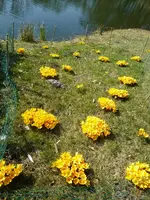 P1080791Krokusse.jpg