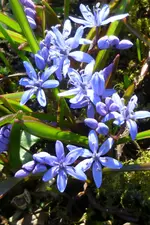 P1080793Scilla.jpg