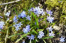 P1080794Scilla.webp