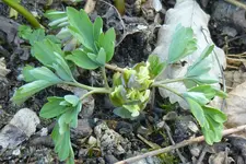 P1080796gelber Lerchensporn.jpg