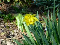 P1080798Narcisse.jpg