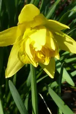 P1080799Narcisse.jpg