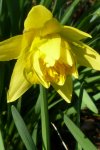 P1080799Narcisse.jpg