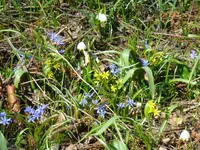 P1080800Waldgelbstern.jpg