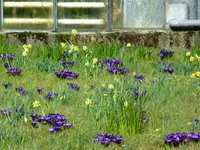 P1080802Krokusse und Narzissen.jpg