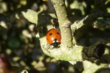 P1080804Marienkäfer.webp