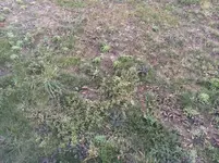 Rasen1.webp