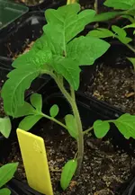 Obsttomate Freude.webp