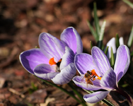2 of a kind_Bienen_first bees_hungry3_900.webp