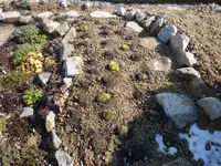 J. heuffelii Beet 2016.jpg
