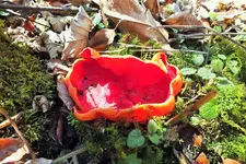 DSCF5466 (2).webp