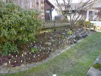 Waldschattenbeet .webp