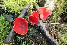 DSCF5459 (2).jpg