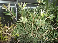 SAM_0818.webp