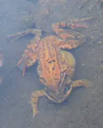Frösche 18.03.16_.webp