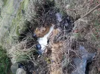 Teich-2.webp