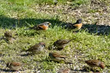 DSC_2245x.webp