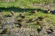 DSC_2246.webp