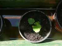 Erdbeeren1.webp