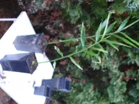 Ingwer1.webp