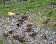 Fremder Vogel_0001.webp