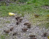 Fremder Vogel_0002.webp