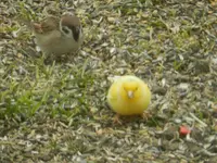 Fremder Vogel_0004.webp