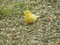 Fremder Vogel_0005.webp