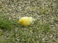 Fremder Vogel_0006.webp
