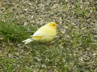 Fremder Vogel_0007.webp