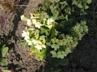 008.webp