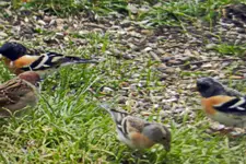 19-03-2016_0003.webp